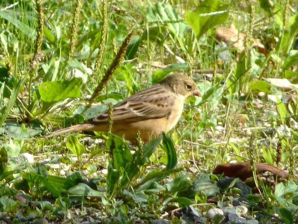 Ortolano in migrazione a Rivoli (TO)